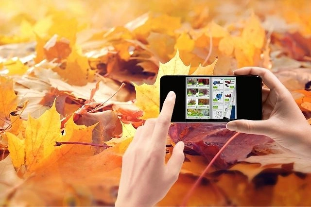 Website 640X426 digitaler Prospekt Herbst Website 640X426 digitaler Prospekt Herbst
