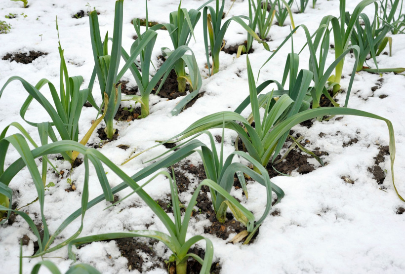 Winter-Vitamine aus dem Beet und von der Fensterbank !