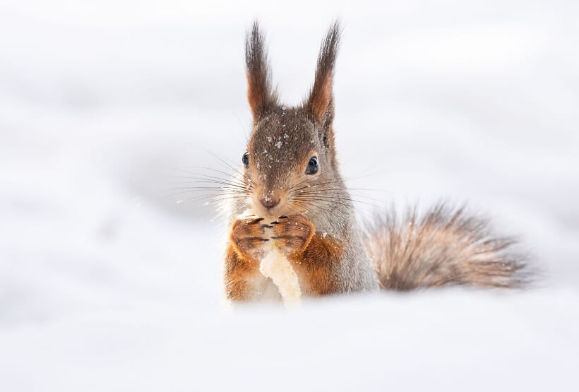 Eichhörnchen über den Winter helfen