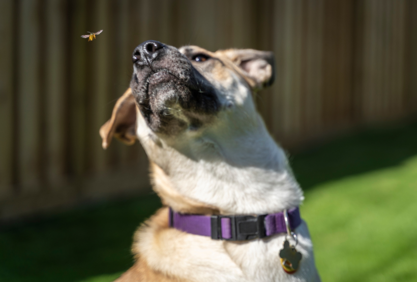 Bienen- oder Wespenstiche bei Hund und Katze: So kannst du deiner Fellnase helfen